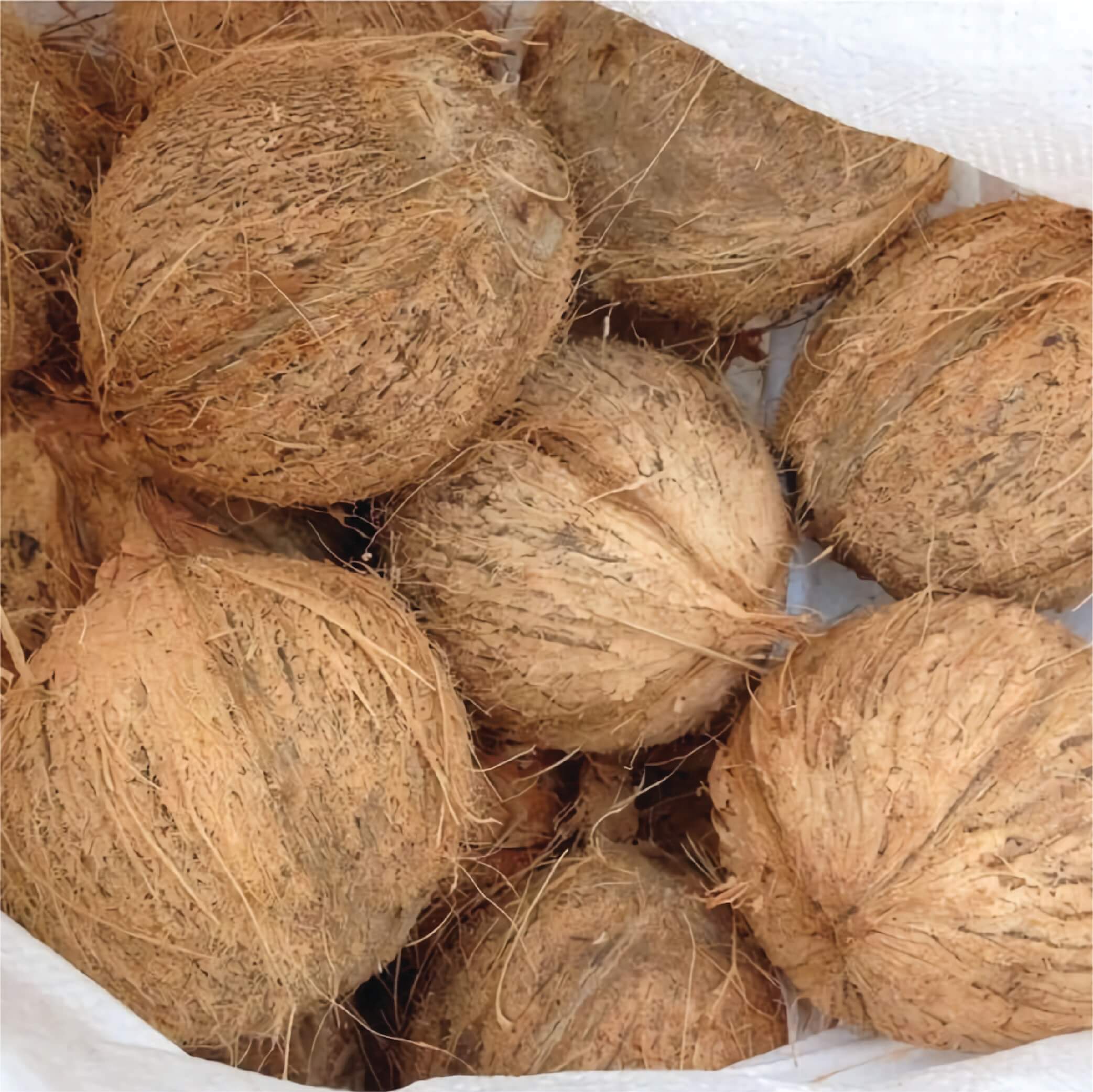 Coconut, size: Super